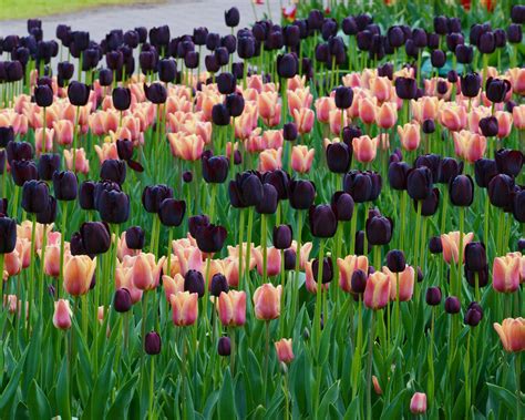 Tulip 'Queen of Night' bulbs — Buy online at Farmer Gracy UK