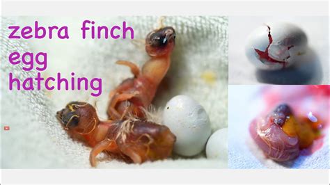 Zebra Finch Egg Hatching Youtube