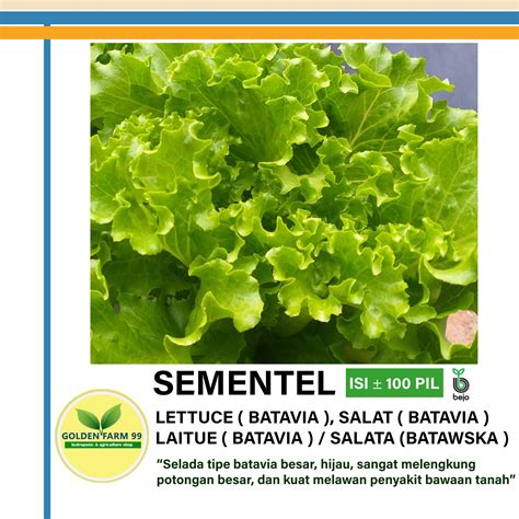 Benih Bejo Sementel Lettuce Batavia Import STORE GOLDEN FARM 99