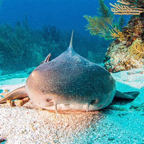 Nurse Shark Mouth