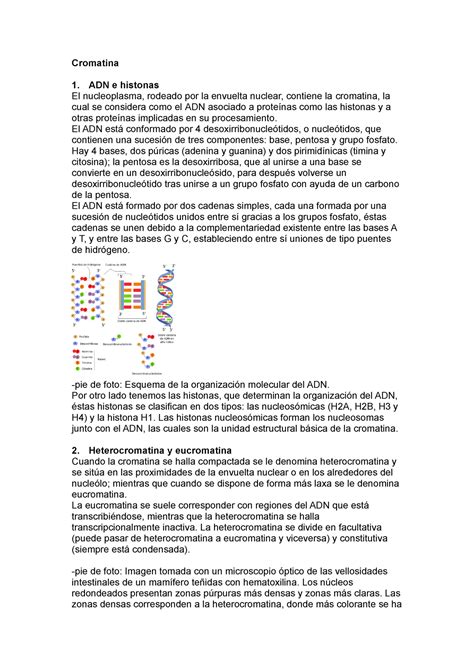 Cromatina Y Nucléolo Cromatina 1 Adn E Histonas El Nucleoplasma