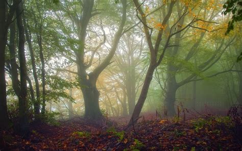 Wallpaper : 1920x1200 px, branch, fall, forest, leaves, mist, nature ...