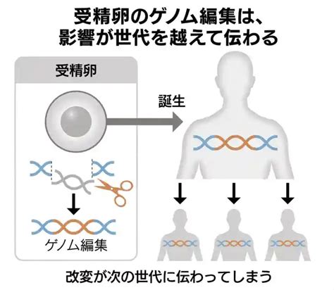 ゲノム編集について考える 吉村やすのり 生命の環境研究所