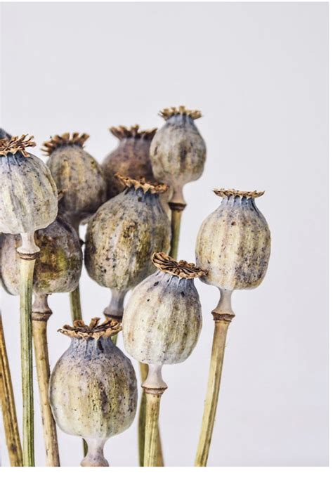 Dried Floral Poppy Pods heads-Buy dried poppy pods online