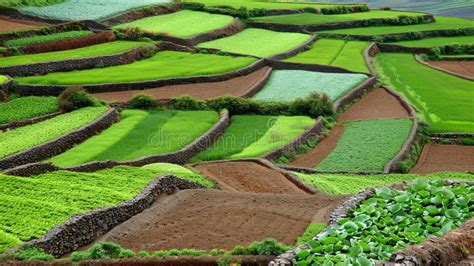 Scenic Aerial View Of Lush Green Fields And Agricultural Farm In Rural