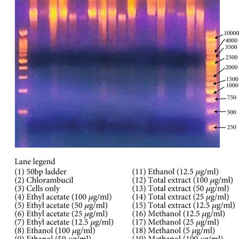 Agarose Gel Electrophoresis Demonstrating Dna Fragmentation Jurkat T