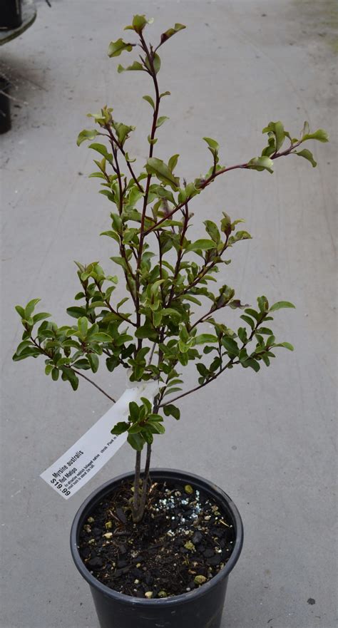 Myrsine Australis 25l Springvale Garden Centre