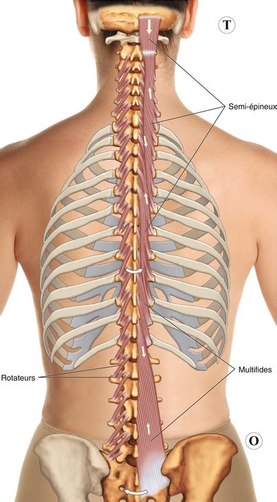 8: Muscles du rachis et de la cage thoracique | Medicine Key