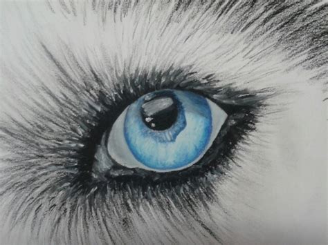 Wolf Eyes Drawing At Getdrawings Free Download