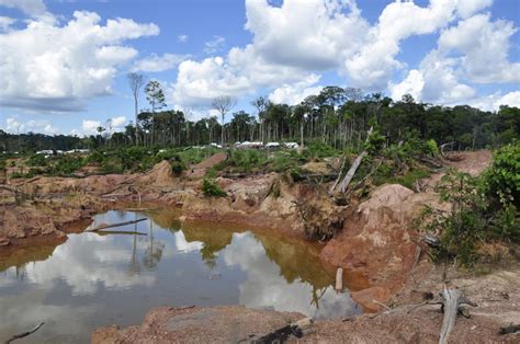 Quais As Consequ Ncias Do Desmatamento Cultivando