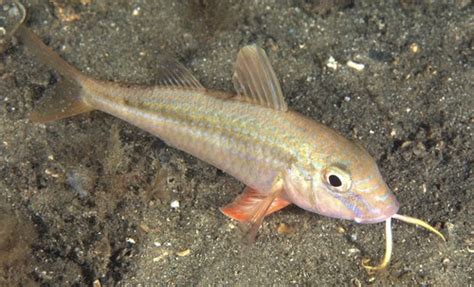 Bluestriped Goatfish Fishes Of Cabbage Tree Bay Aquatic Reserve