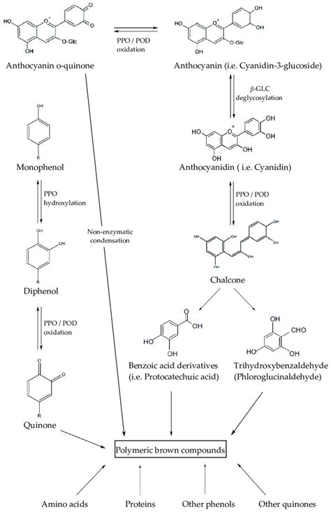 Proposed Scheme Describing Anthocyanins Degradation Ppo Polyphenol Download Scientific