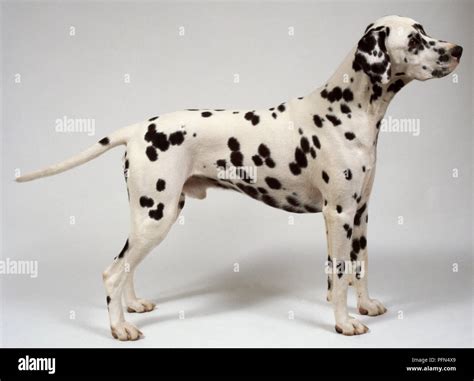 Do Dalmatians Have Spots On Their Tails