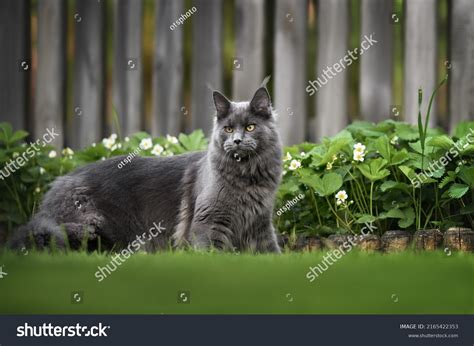 Grey And White Maine Coon Kittens