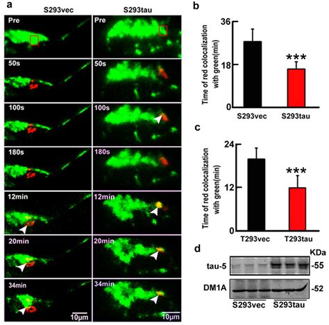 Expression Of Htau Disrupts Mitochondrial Dynamics A B Hek Cells