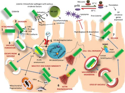 Virulence Factors And Pathogenesis Of Listeria 1 Attachment Of