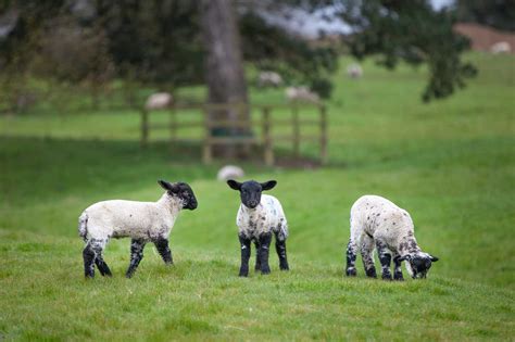 Why Creep Feed Your Lambs Blog