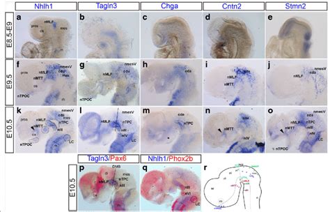 Expression Of Neuronal Markers Between E And E In The Developing