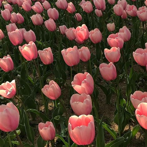 Spring Aesthetic Nature Aesthetic Flower Aesthetic 1980s Aesthetic