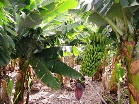 Coltivazione Banano Piante Da Giardino