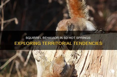 Squirrel Behavior In Sd Hot Springs Exploring Territorial Tendencies