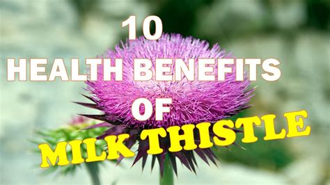 10 Health Benefits Of Milk Thistle Youtube