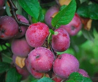 Primatenzentrum Apple Fruit Trees For Sale Order Online