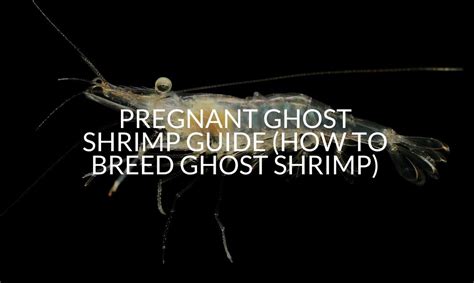 Pregnant Ghost Shrimp Signs Care Stages And More