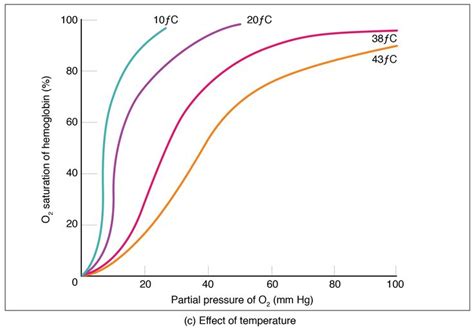 When Temperature Rises The Oxyhemoglobin Dissociation Curve Shifts To