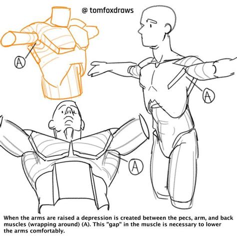 Tomfoxdraws Tomfoxdraws Twitter Anatomy Art Human Anatomy