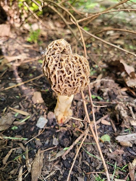 White Morel From Danby Ny Usa On May At Am By Kaitlin