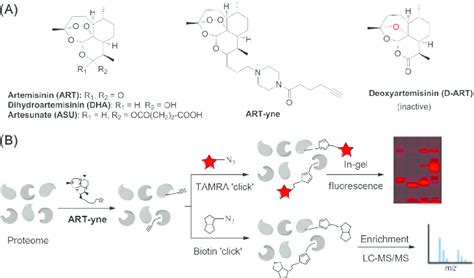 Chemical Proteomics Profiling Of Cellular Targets Of Artemisinin A Download Scientific