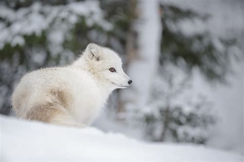 Climate change has left some weasels with mismatched camouflage