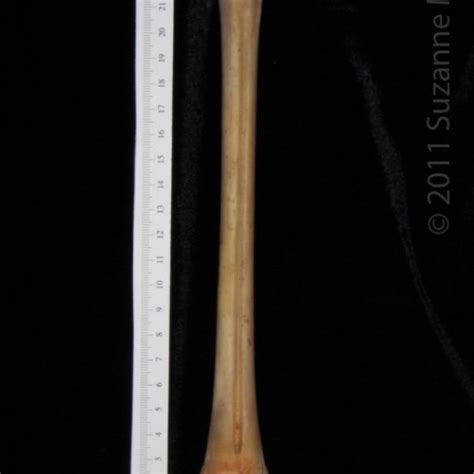Anterior View Left White Tailed Deer Metatarsal Boneid