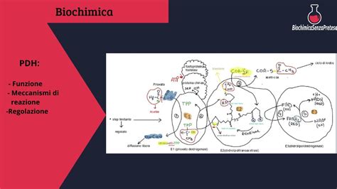 Complesso Della Piruvato Deidrogenasi Meccanismi Di Reazione E
