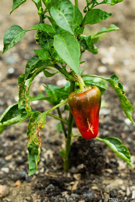 Red pepper plant in garden | Scatter Jar