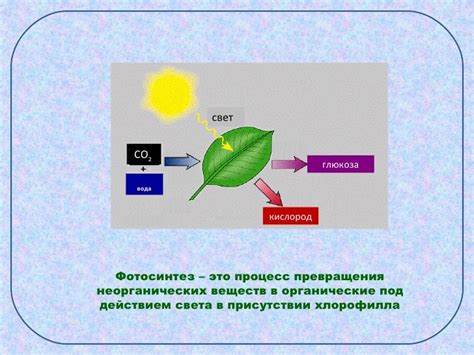 фотосинтез