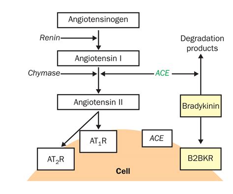 Bradykinin In Protection Against Leftventricular Hypertrophy The Lancet