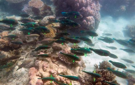 Explore The Great Barrier Reef On The Daintree Coast