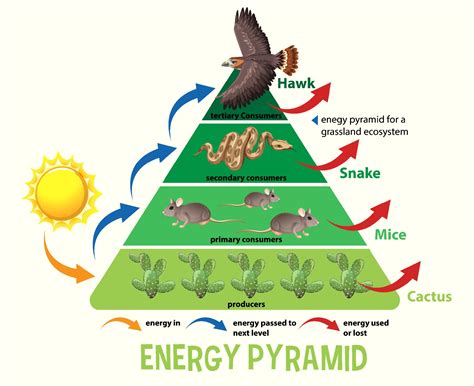 Science simplified ecological pyramid 3253177 Vector Art at Vecteezy