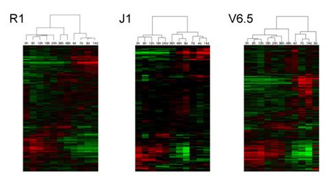 Clustered Heat Maps For Differentiation Time Course Experiments In Download Scientific Diagram