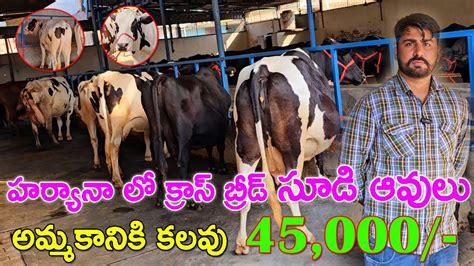 Pregnant Hf Cows For Sale In Haryana 8571860128 హర్యానా లో క్రాస్