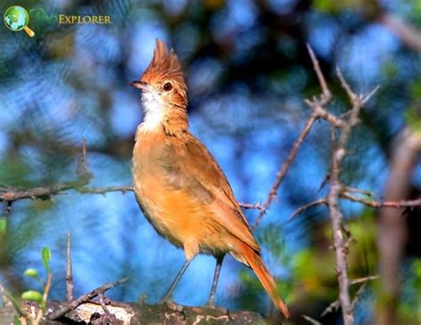 Rufous Hornero | Furnarius rufus | Ovenbird of South America