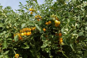 Klefhof Tomaten Wachs Mal Kiste Bio Pflanzen F R Kleine Und Gro E G Rten