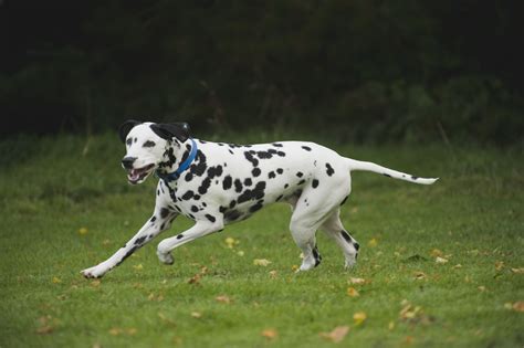 10 Best Energetic Dog Breeds for Active People