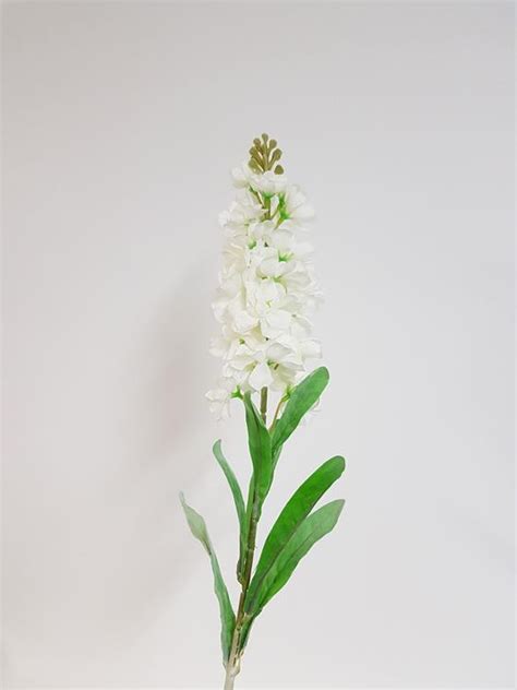 Stock Flower white - Desflora