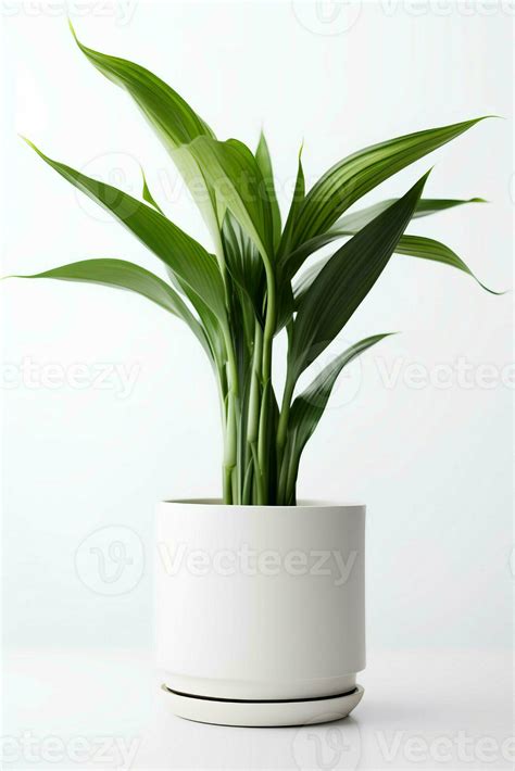 Photo Of Aspidistra Elatior In Minimalist Pot As Houseplant For Home