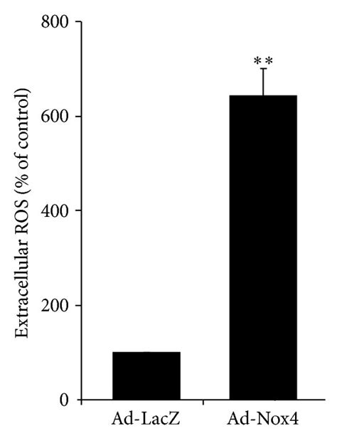 Overexpression Of Nox4 Promotes Endothelial Tube Formation And Augments