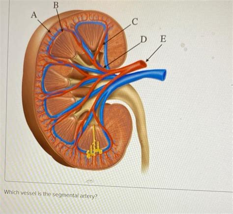 Solved Which vessel is the segmental artery? | Chegg.com