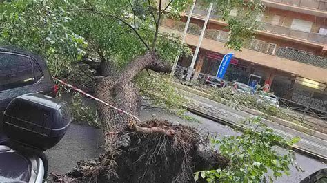 Maltempo A Roma Albero Cade Su Un Tram Paura E Traffico In Tilt A